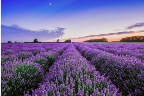 Lavender Fields in Texas Hill Country under the setting sun is one of the most beautiful vacation spots. 